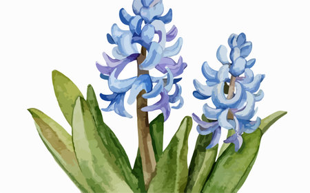 Illustration of blue hyacinths on a white background.のイラスト素材