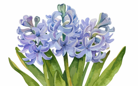 Illustration of blue hyacinth flowers on a white background.のイラスト素材
