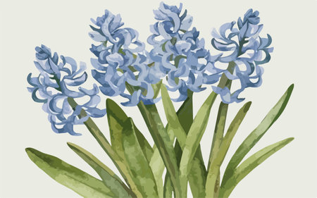 Blue hyacinths. Hand drawn watercolor illustration. Vector.のイラスト素材