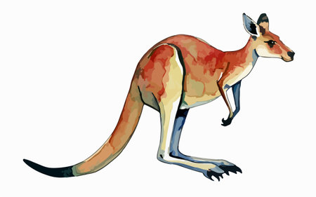 Kangaroo isolated on a white background. Watercolor illustration.のイラスト素材