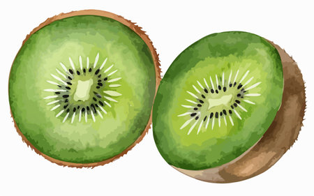 Kiwi fruit isolated on a white background. Vector illustration.のイラスト素材
