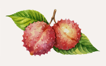 Lychee fruit vector illustration. Hand drawn watercolor drawing.のイラスト素材