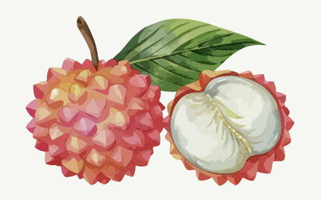 Lychee. Vector illustration of a bunch of ripe lychees.のイラスト素材