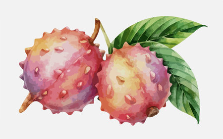 Exotic fruits, watercolor illustration. Exotic fruit on a white background.のイラスト素材