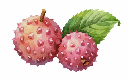 Lychee vector illustration. Exotic fruit isolated on white background.のイラスト素材