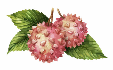 Ripe lychee with green leaves on a white background.のイラスト素材