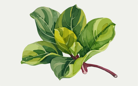 Basil leaves vector illustration. Isolated on white background. Vector illustration.のイラスト素材