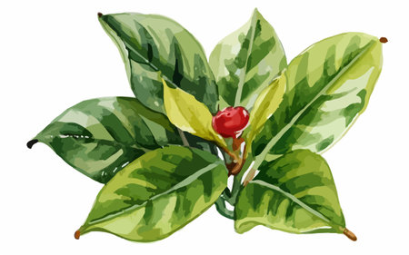 Illustration of green leaves and red berry on a white backgroundのイラスト素材