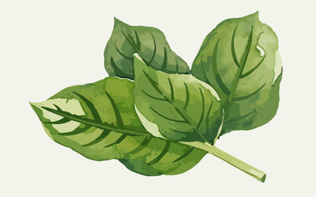 Illustration of green basil leaves on white background. Vector illustration.のイラスト素材