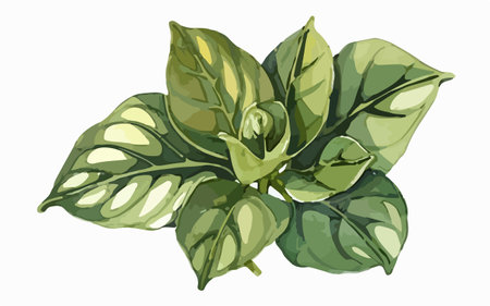 Illustration of basil leaves on a white background. Vector illustration.のイラスト素材
