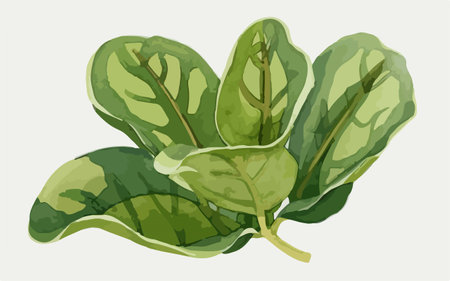 Spinach leaves. Vector illustration of a bunch of spinach leaves.のイラスト素材