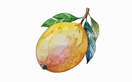 Illustration of a whole and half loquat on a white backgroundのイラスト素材
