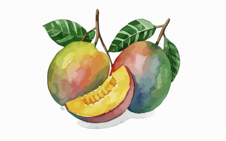 Watercolor illustration of mango fruit on white background. Vector illustration.のイラスト素材