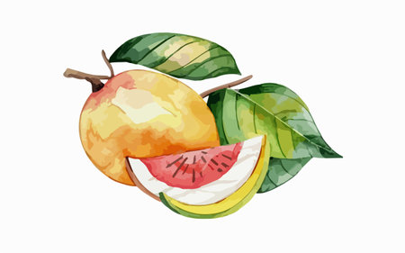 Hand drawn watercolor illustration of guava. Vector illustration isolated on white background.のイラスト素材