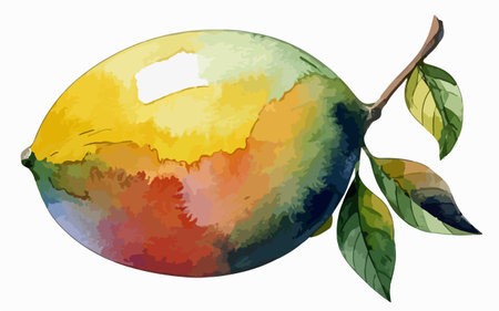 Watercolor mango fruit on a white background. Vector illustration of a mango.のイラスト素材