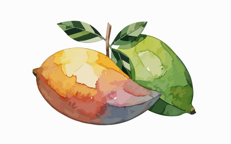 Mango fruit isolated on a white background. Watercolor vector illustration.のイラスト素材