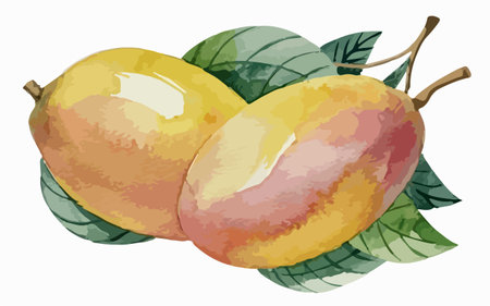 Watercolor illustration of mango fruit with leaves on a white background.のイラスト素材