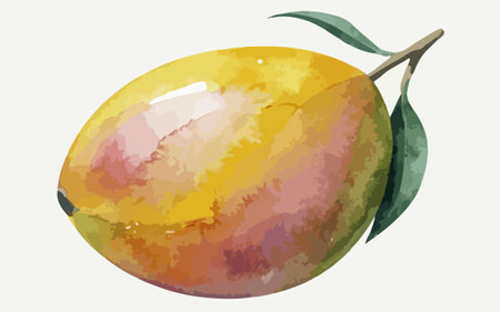 Watercolor illustration of mango fruit. Vector illustration of mango fruit.のイラスト素材