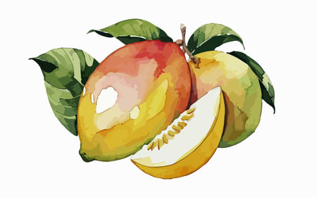 Watercolor illustration of mango on a white background. Vector illustration.のイラスト素材
