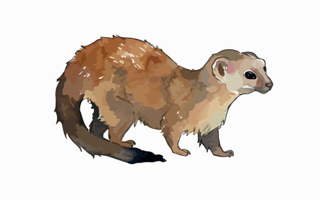 Watercolor drawing of a weasel. Isolated on white background.のイラスト素材