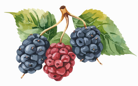 Blackberry and blackberry on a white background. Vector illustration.のイラスト素材