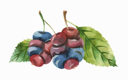 Hand drawn watercolor illustration of blueberries and cherries on white backgroundのイラスト素材