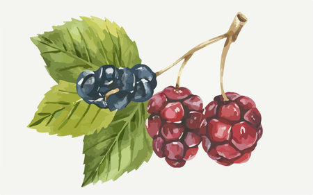 Blackberries with leaves on a white background. Hand-drawn illustration.のイラスト素材