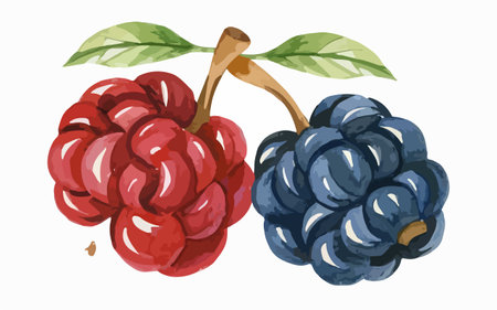 Illustration of blackberries and raspberries on a white backgroundのイラスト素材