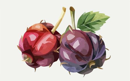 Ripe blackberries on a white background. Vector illustration of berries.のイラスト素材