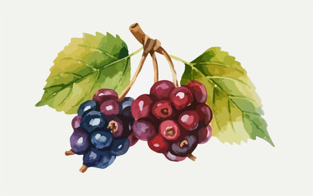 Illustration of a bunch of black currant. Vector illustration.のイラスト素材