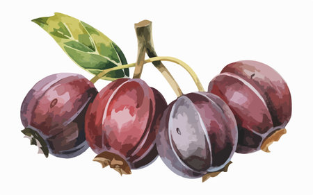 Illustration of a gooseberry on a white background. Vector illustration.のイラスト素材