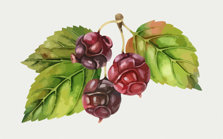 Hand drawn watercolor illustration of black currant berries with leaves.のイラスト素材