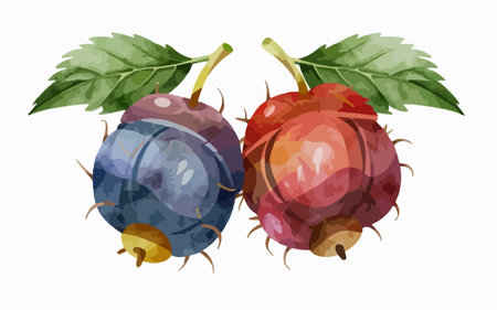 Raspberry and blackberry on a white background. Vector illustration.のイラスト素材