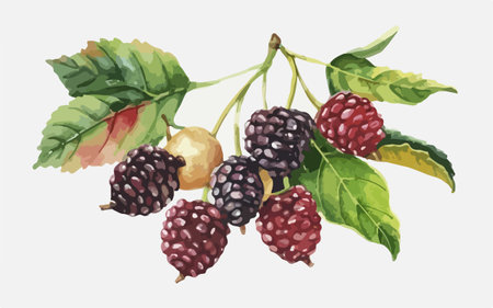 Mulberry branch with ripe berries and leaves. Vector illustration.のイラスト素材