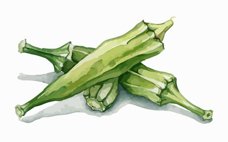 Illustration of okra on a white background. Vector illustration.のイラスト素材