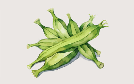 Illustration of fresh green okra pods on a white background.のイラスト素材