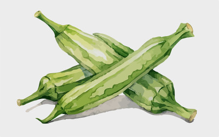 Illustration of a group of fresh okra on a white backgroundのイラスト素材