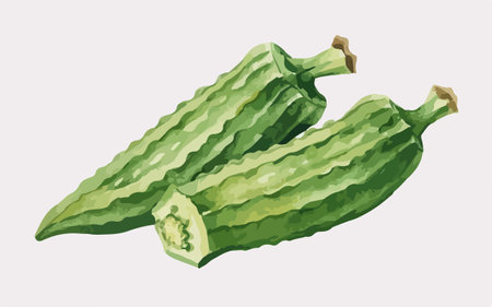 Illustration of bitter gourd or bitter melon on white backgroundのイラスト素材