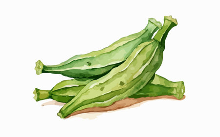 Illustration of okra on a white background. Vector illustration.のイラスト素材