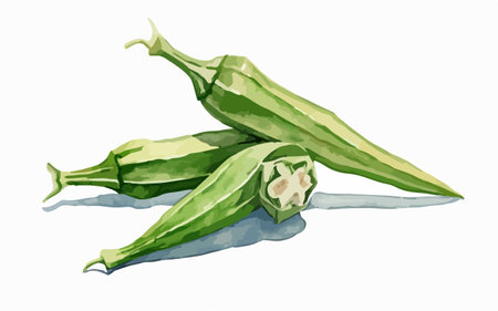 Illustration of a fresh green okra on a white background.のイラスト素材