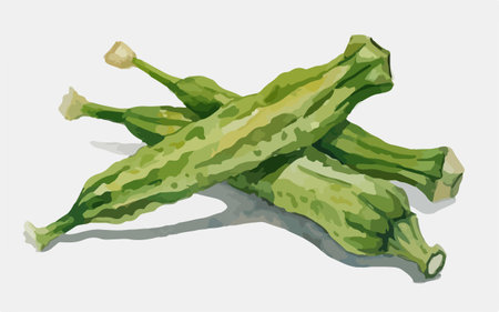 Vegetable Illustration of bitter gourd or bitter melonのイラスト素材