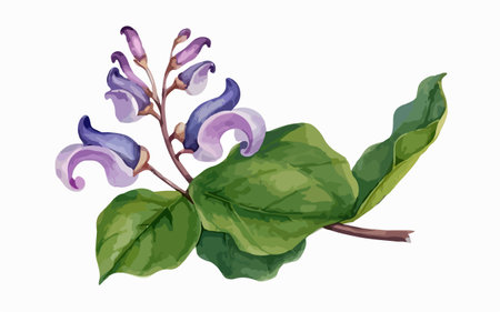Illustration of a branch with leaves and purple flowers on a white backgroundのイラスト素材