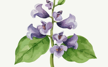 Lilac flowers on a white background. Vector illustration in watercolor style.のイラスト素材