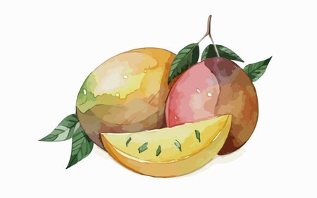 Illustration of mango fruit on white background, watercolor style.のイラスト素材