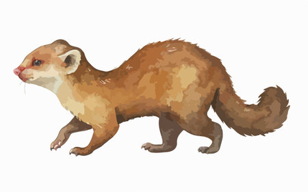 Cute ferret isolated on white background. Watercolor illustration.のイラスト素材