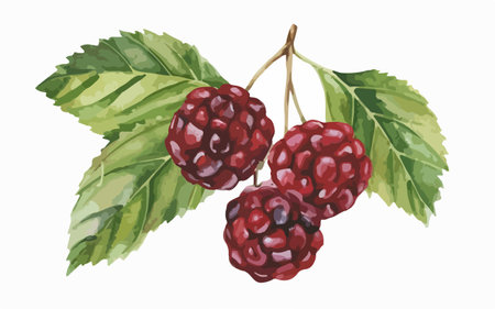 Ripe blackberries with leaves on a white background. Vector illustration.のイラスト素材