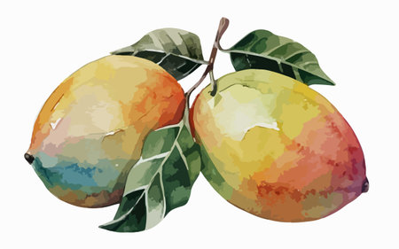 Watercolor mango fruit on a white background. Vector illustration of tropical fruit.のイラスト素材