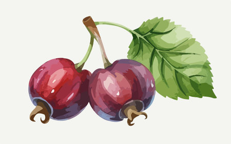Berries of a red currant with leaves. Vector illustration.