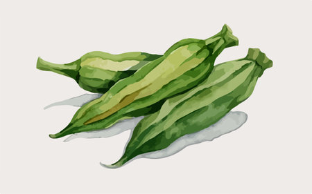 Illustration of okra on a white background. Vector illustration.のイラスト素材