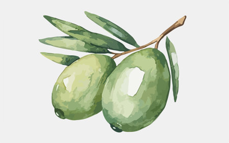 Olive branch with green olives. Hand drawn vector illustration.のイラスト素材